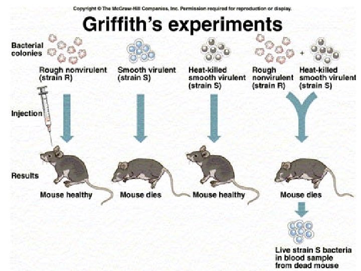 Figure 12– 2 Griffith’s Experiment Section 12 -1 Heat-killed, diseasecausing bacteria (smooth colonies) Disease-causing