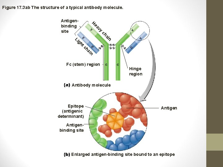 Figure 17. 3 ab The structure of a typical antibody molecule. vy ea ai