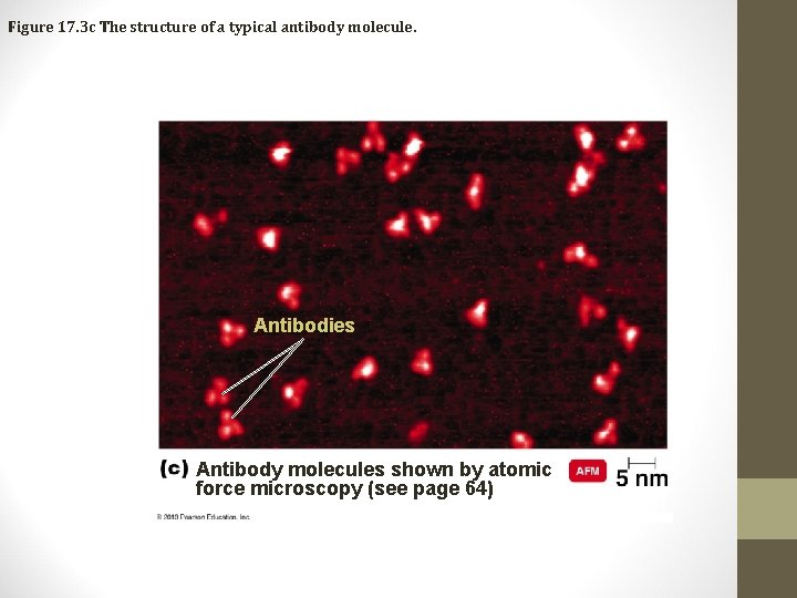 Figure 17. 3 c The structure of a typical antibody molecule. Antibodies Antibody molecules