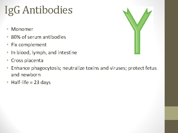 Ig. G Antibodies Monomer 80% of serum antibodies Fix complement In blood, lymph, and