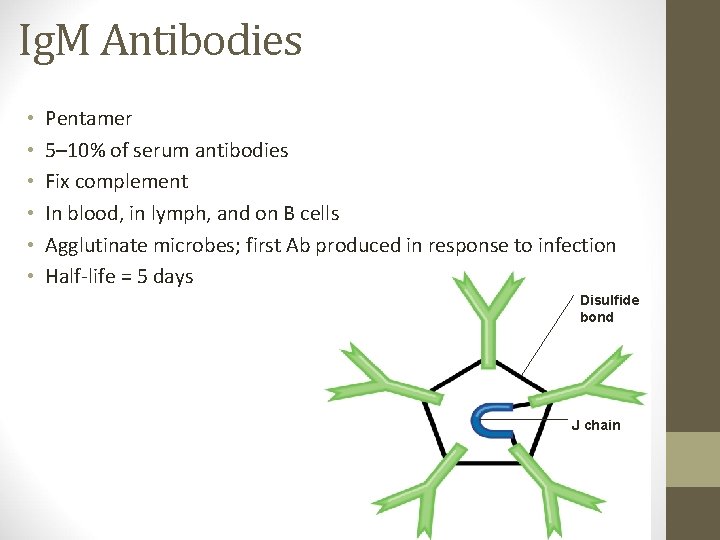 Ig. M Antibodies • • • Pentamer 5– 10% of serum antibodies Fix complement