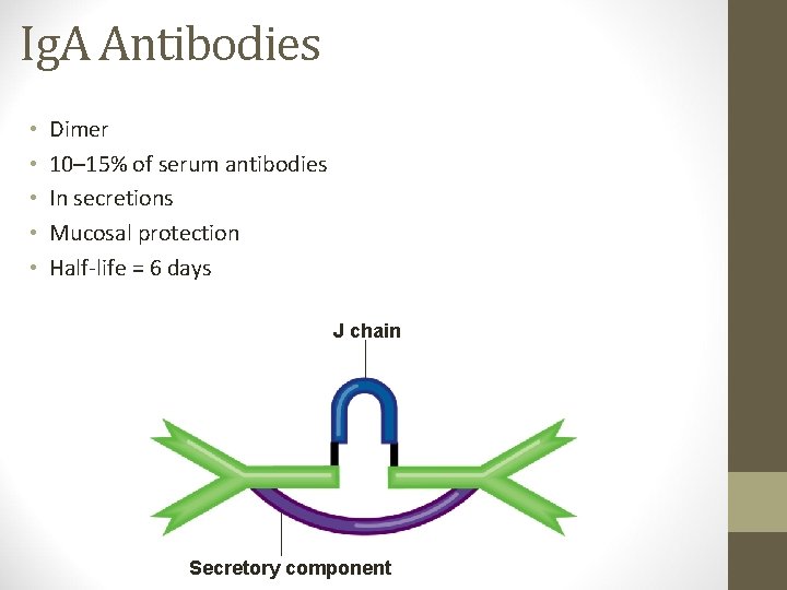 Ig. A Antibodies • • • Dimer 10– 15% of serum antibodies In secretions