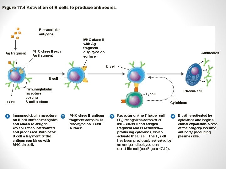 Figure 17. 4 Activation of B cells to produce antibodies. Extracellular antigens Ag fragment