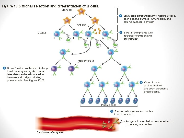 Figure 17. 5 Clonal selection and differentiation of B cells. Stem cells differentiate into