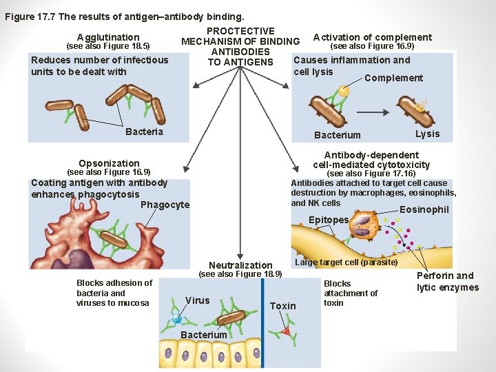 Figure 17. 7 The results of antigen–antibody binding. Agglutination (see also Figure 18. 5)