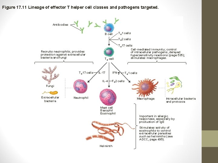 Figure 17. 11 Lineage of effector T helper cell classes and pathogens targeted. Antibodies