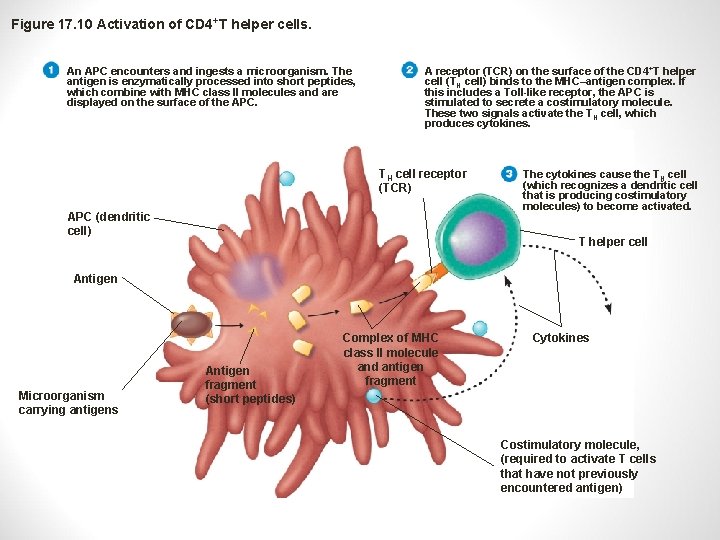 Figure 17. 10 Activation of CD 4+T helper cells. An APC encounters and ingests