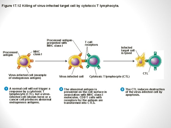 Figure 17. 12 Killing of virus-infected target cell by cytotoxic T lymphocyte. Processed antigen