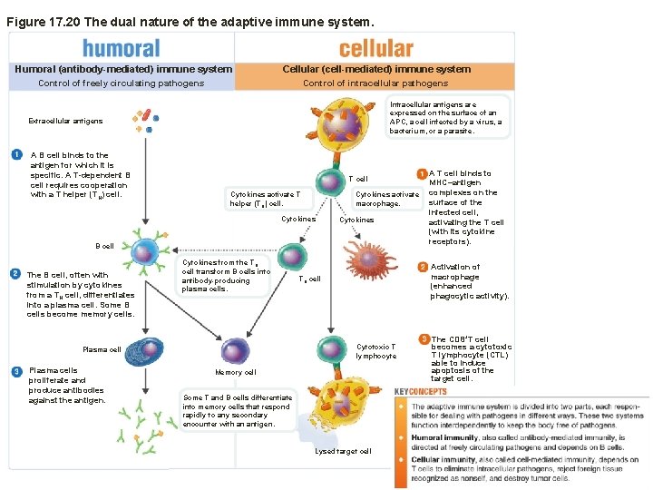 Figure 17. 20 The dual nature of the adaptive immune system. Humoral (antibody-mediated) immune