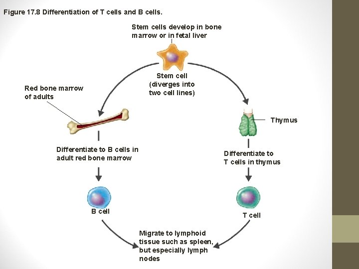 Figure 17. 8 Differentiation of T cells and B cells. Stem cells develop in