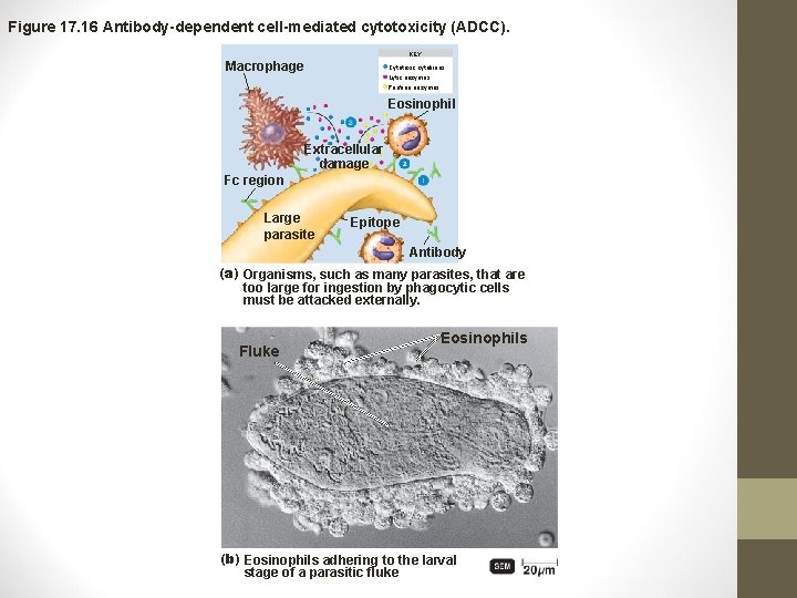 Figure 17. 16 Antibody-dependent cell-mediated cytotoxicity (ADCC). KEY Macrophage Cytotoxic cytokines Lytic enzymes Perforin