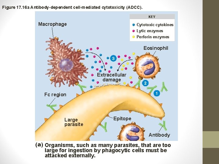 Figure 17. 16 a Antibody-dependent cell-mediated cytotoxicity (ADCC). KEY Macrophage Cytotoxic cytokines Lytic enzymes