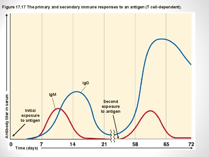 Figure 17. 17 The primary and secondary immune responses to an antigen (T cell-dependent).