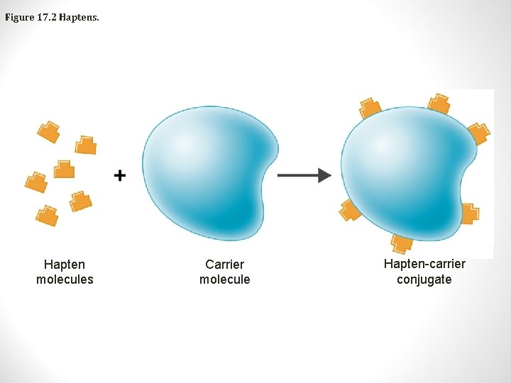 Figure 17. 2 Haptens. Hapten molecules Carrier molecule Hapten-carrier conjugate 