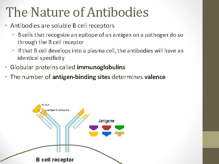 The Nature of Antibodies • Antibodies are soluble B cell receptors • B cells