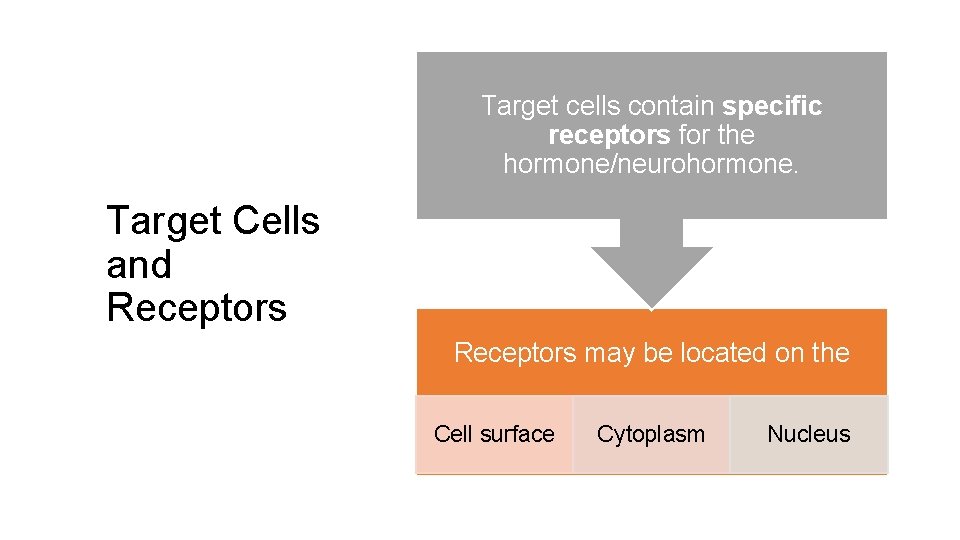 Target cells contain specific receptors for the hormone/neurohormone. Target Cells and Receptors may be