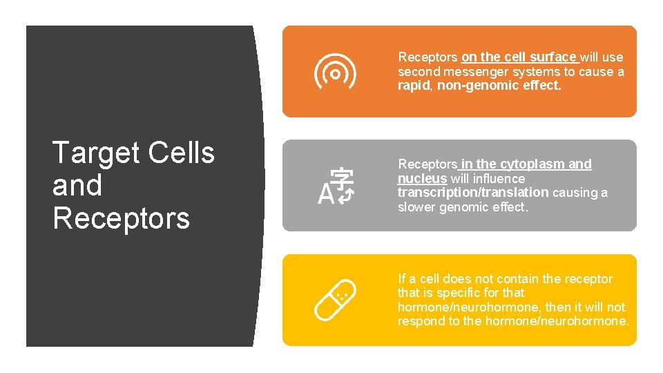 Receptors on the cell surface will use second messenger systems to cause a rapid,