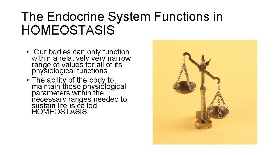 The Endocrine System Functions in HOMEOSTASIS • Our bodies can only function within a