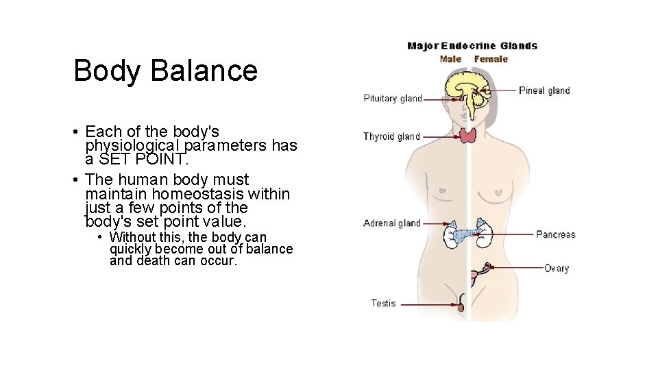 Body Balance • Each of the body's physiological parameters has a SET POINT. •