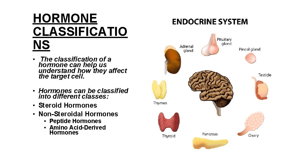 HORMONE CLASSIFICATIO NS • The classification of a hormone can help us understand how