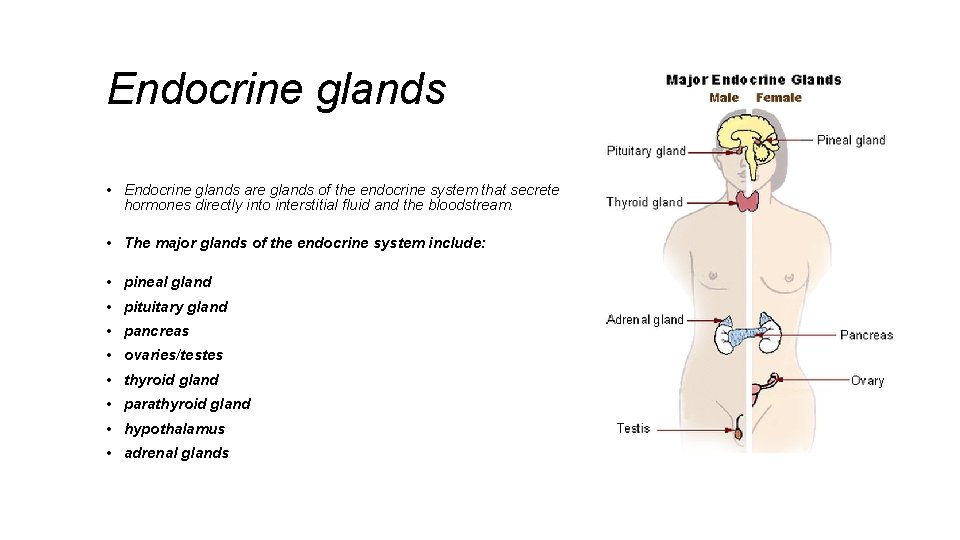 Endocrine glands • Endocrine glands are glands of the endocrine system that secrete hormones