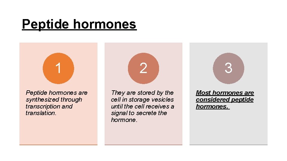 Peptide hormones 1 2 Peptide hormones are synthesized through transcription and translation. They are