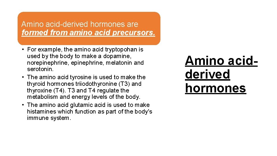 Amino acid-derived hormones are formed from amino acid precursors. • For example, the amino