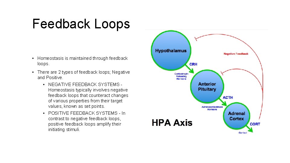 Feedback Loops • Homeostasis is maintained through feedback loops. • There are 2 types