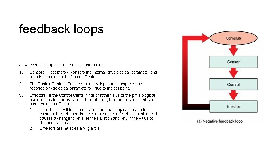 feedback loops • A feedback loop has three basic components: 1. Sensors / Receptors