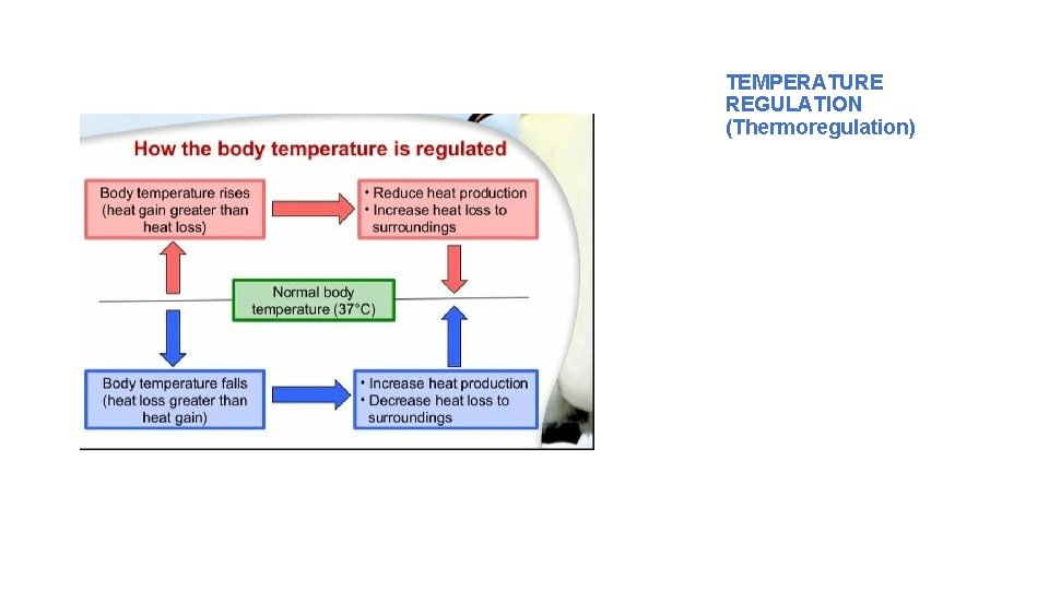 TEMPERATURE REGULATION (Thermoregulation) • Humans and other mammals must maintain an internal body temperature