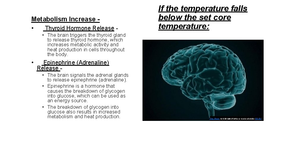 Metabolism Increase • Thyroid Hormone Release - If the temperature falls below the set