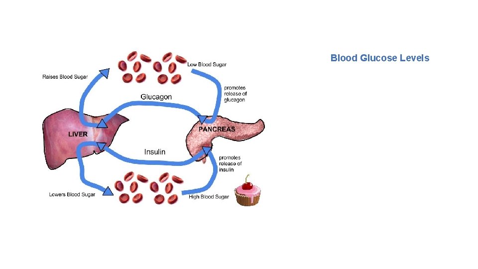 Blood Glucose Levels • Glucose: Insulin and Glucagon - The receptors of the pancreas