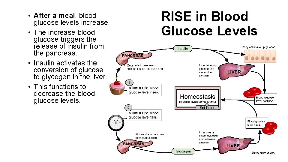  • After a meal, blood glucose levels increase. • The increase blood glucose