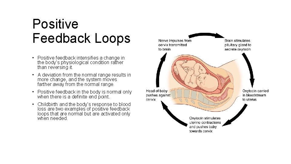 Positive Feedback Loops • Positive feedback intensifies a change in the body’s physiological condition