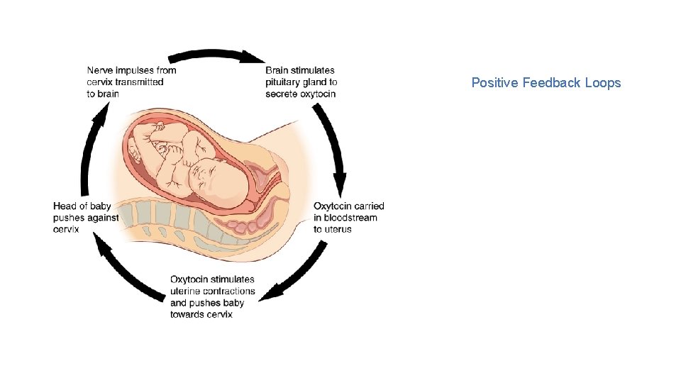 Positive Feedback Loops • Childbirth at full term is an example of a situation