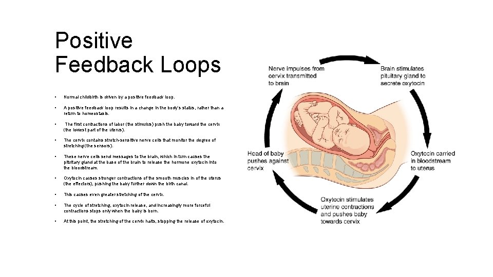 Positive Feedback Loops • Normal childbirth is driven by a positive feedback loop. •