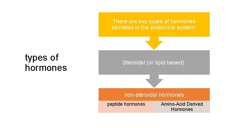 There are two types of hormones secreted in the endocrine system: types of hormones