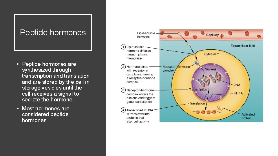 Peptide hormones • Peptide hormones are synthesized through transcription and translation and are stored