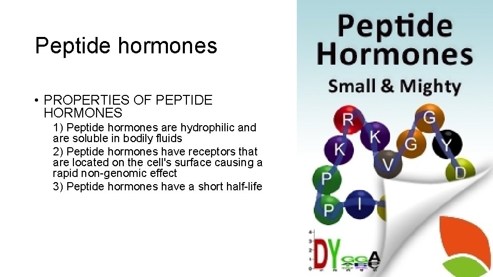 Peptide hormones • PROPERTIES OF PEPTIDE HORMONES 1) Peptide hormones are hydrophilic and are