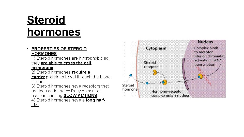 Steroid hormones • PROPERTIES OF STEROID HORMONES 1) Steroid hormones are hydrophobic so they