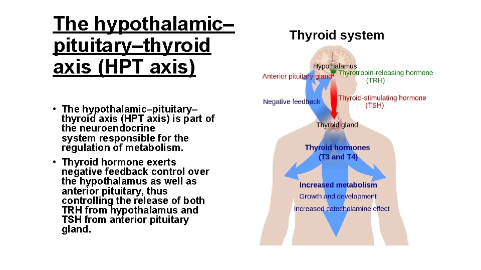 The hypothalamic– pituitary–thyroid axis (HPT axis) • The hypothalamic–pituitary– thyroid axis (HPT axis) is