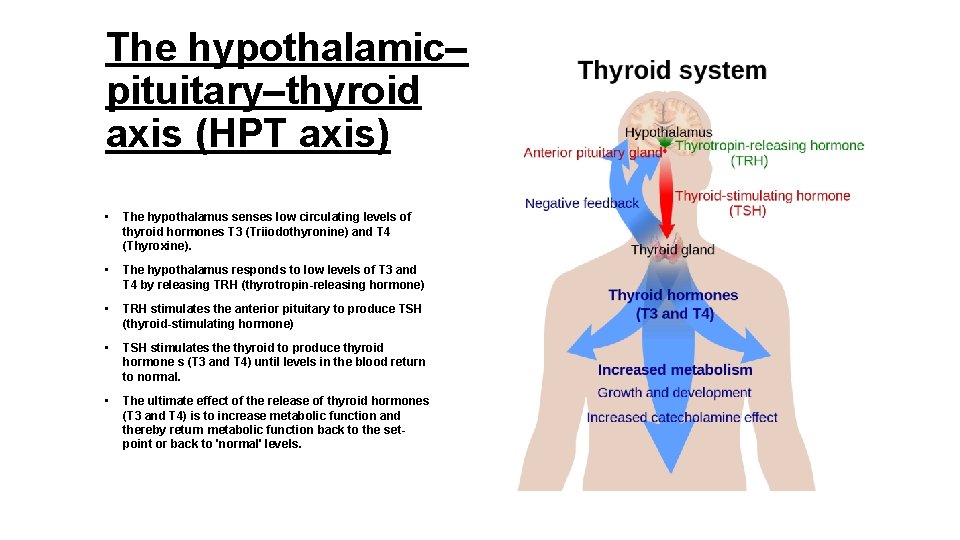 The hypothalamic– pituitary–thyroid axis (HPT axis) • The hypothalamus senses low circulating levels of