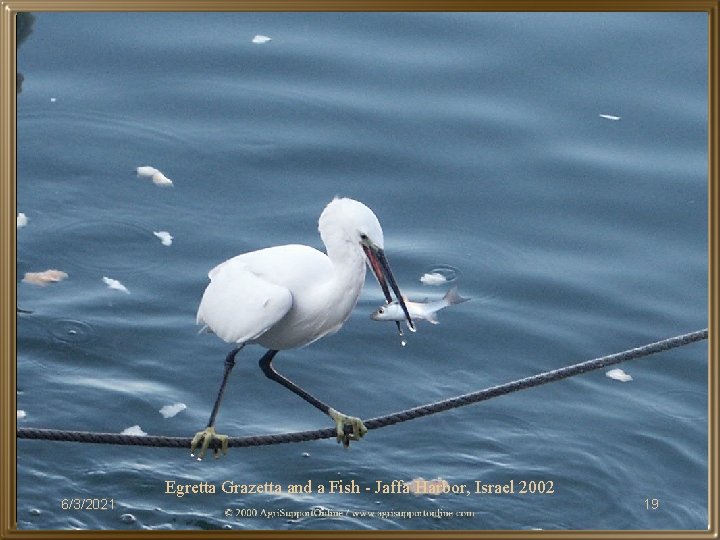 Egretta Grazetta and a Fish - Jaffa Harbor, Israel 2002 6/3/2021 19 