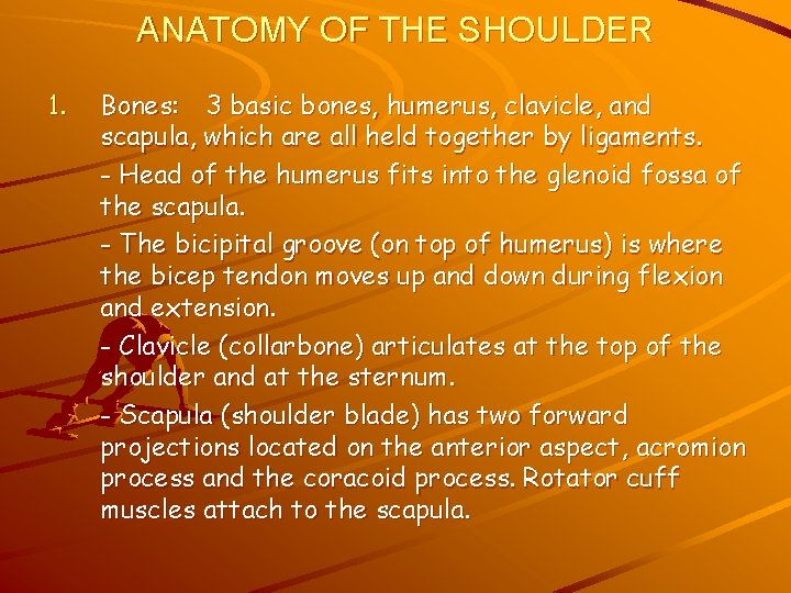 ANATOMY OF THE SHOULDER 1. Bones: 3 basic bones, humerus, clavicle, and scapula, which