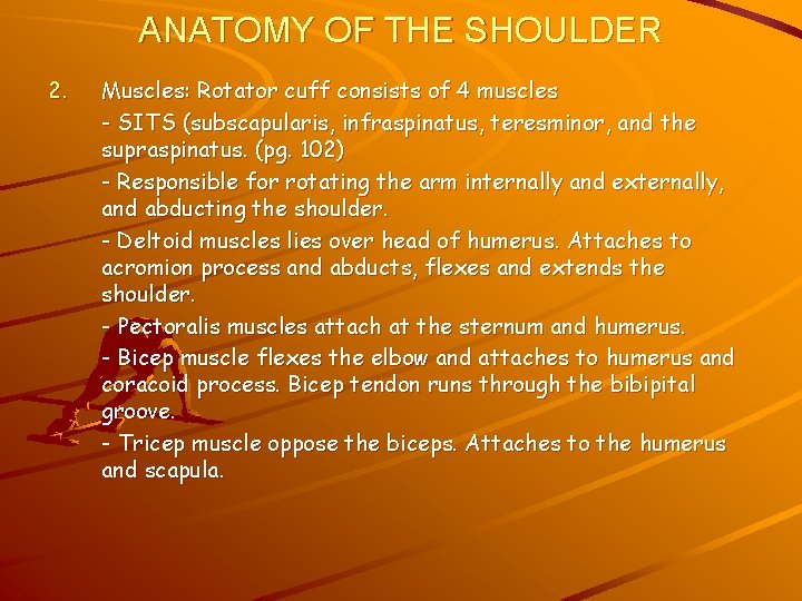 ANATOMY OF THE SHOULDER 2. Muscles: Rotator cuff consists of 4 muscles - SITS