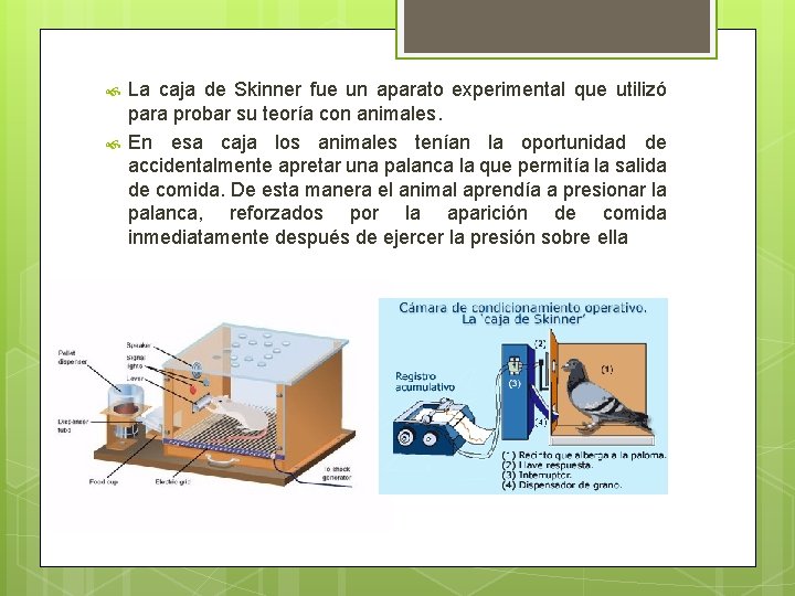 La caja de Skinner fue un aparato experimental que utilizó para probar su La caja de Skinner fue un aparato experimental que utilizó para probar su