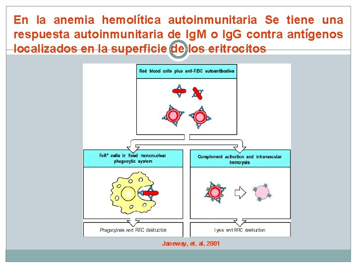 En la anemia hemolítica autoinmunitaria Se tiene una respuesta autoinmunitaria de Ig. M o