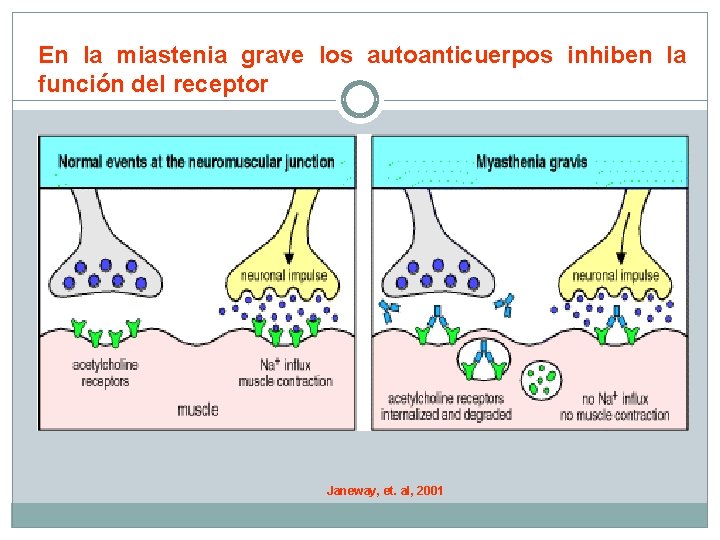 En la miastenia grave los autoanticuerpos inhiben la función del receptor Janeway, et. al,