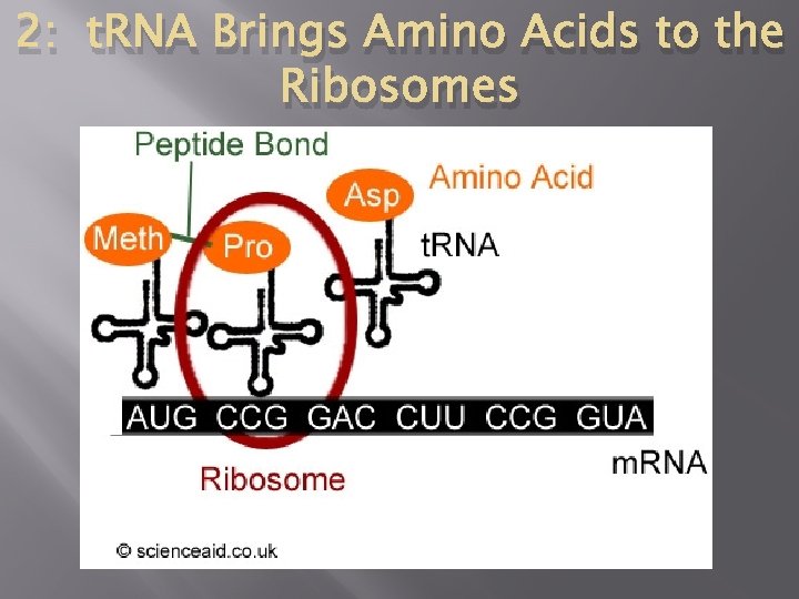 2: t. RNA Brings Amino Acids to the Ribosomes 