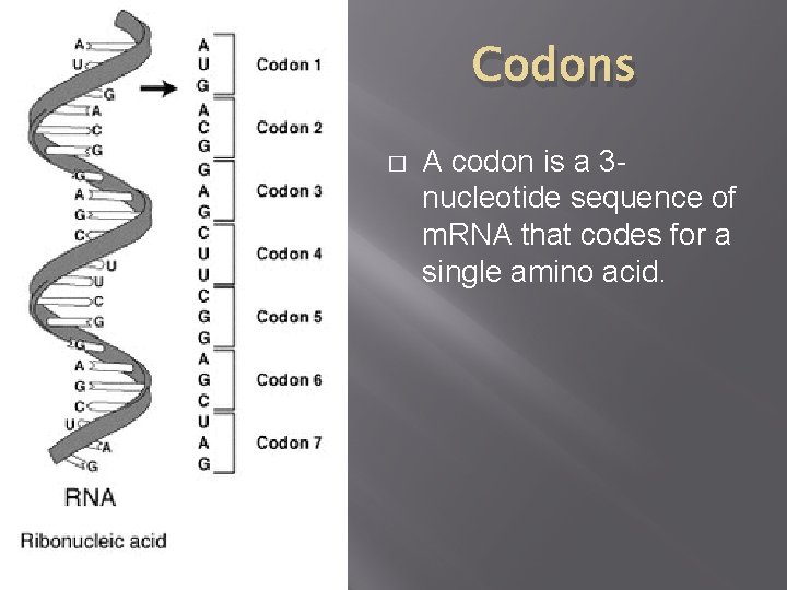 Codons � A codon is a 3 nucleotide sequence of m. RNA that codes